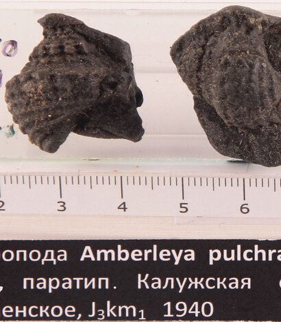 Коллекция ТФГИ