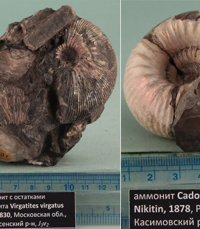 Коллекция ТФГИ